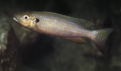 Perissodus microlepis 'Kipili'